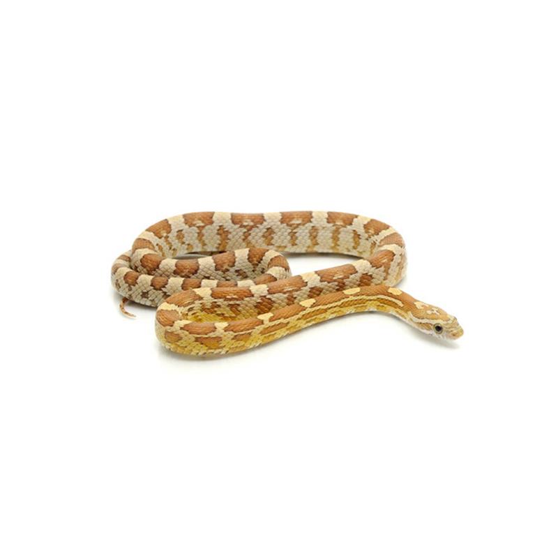 Sarpe de Porumb Amber - imagine 4